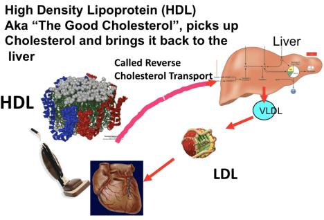Metabolism of HDL in Blood