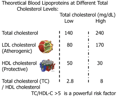 Theoretical LDL and HDL Breakdown