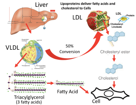 VLDL and LDL in blood FN