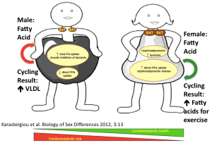 Fatty Acid Cycling Male vs Female