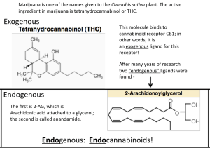 THC Endocannabinoids Figure