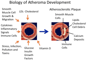 Biology of Atheroma Development
