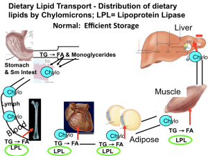Chylo Transport Normal